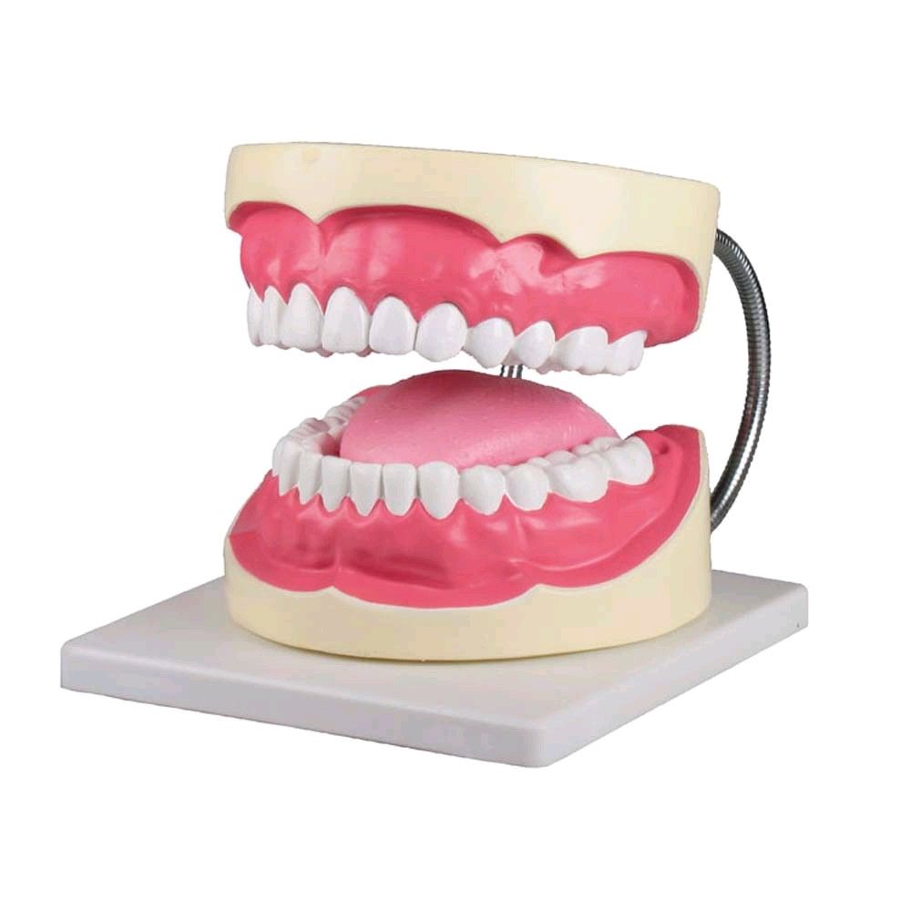 Zahnpflegemodell von Erler Zimmer, inkl. Zahnbürst, versch. Größen