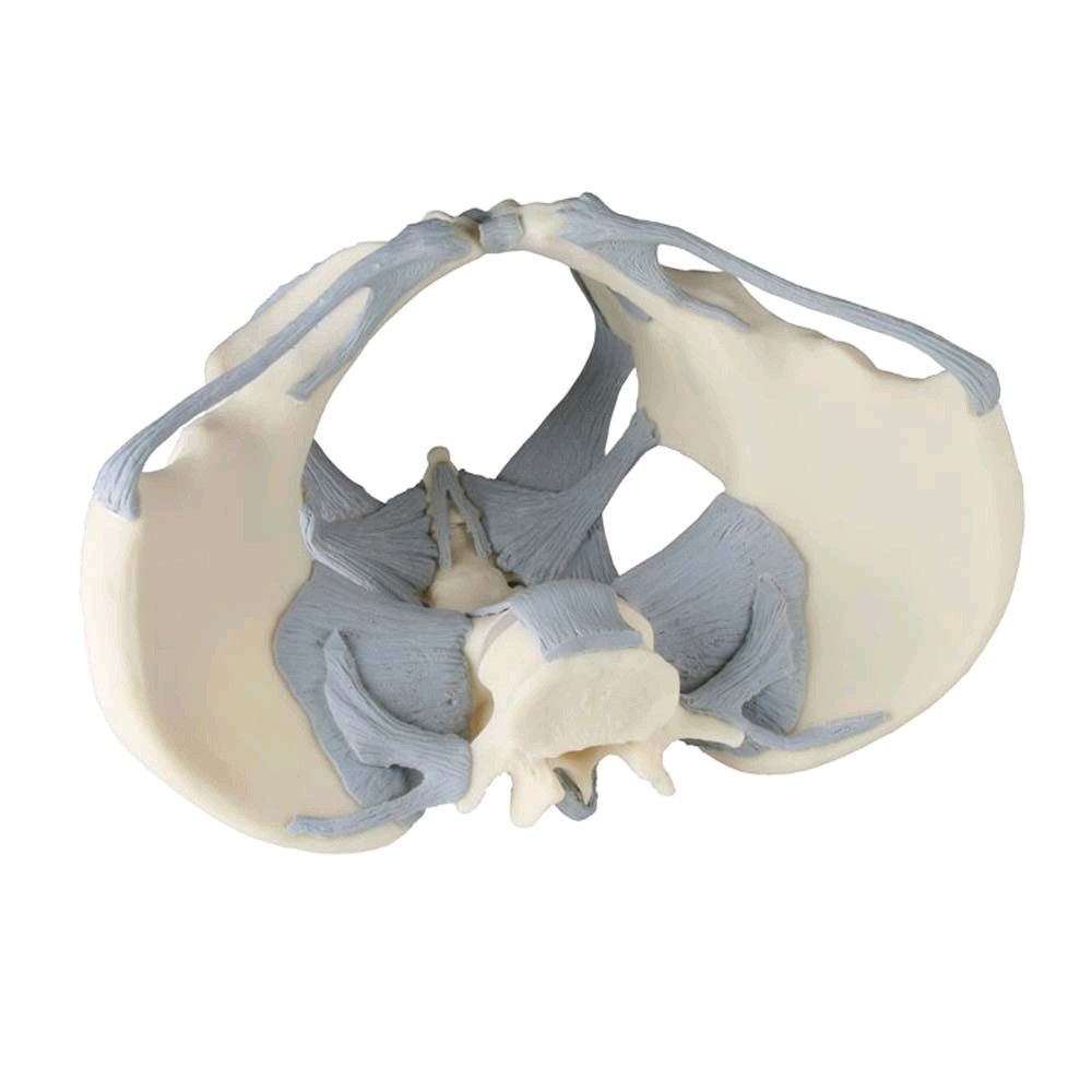 Erler Zimmer Becken-Skelett mit Bandapparat, weiblich, unzerlegbar
