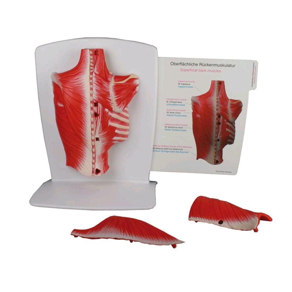 Erler Zimmer Rückenmuskulatur Modell, flexibel, 4-teilig, 2 Lehrkarten