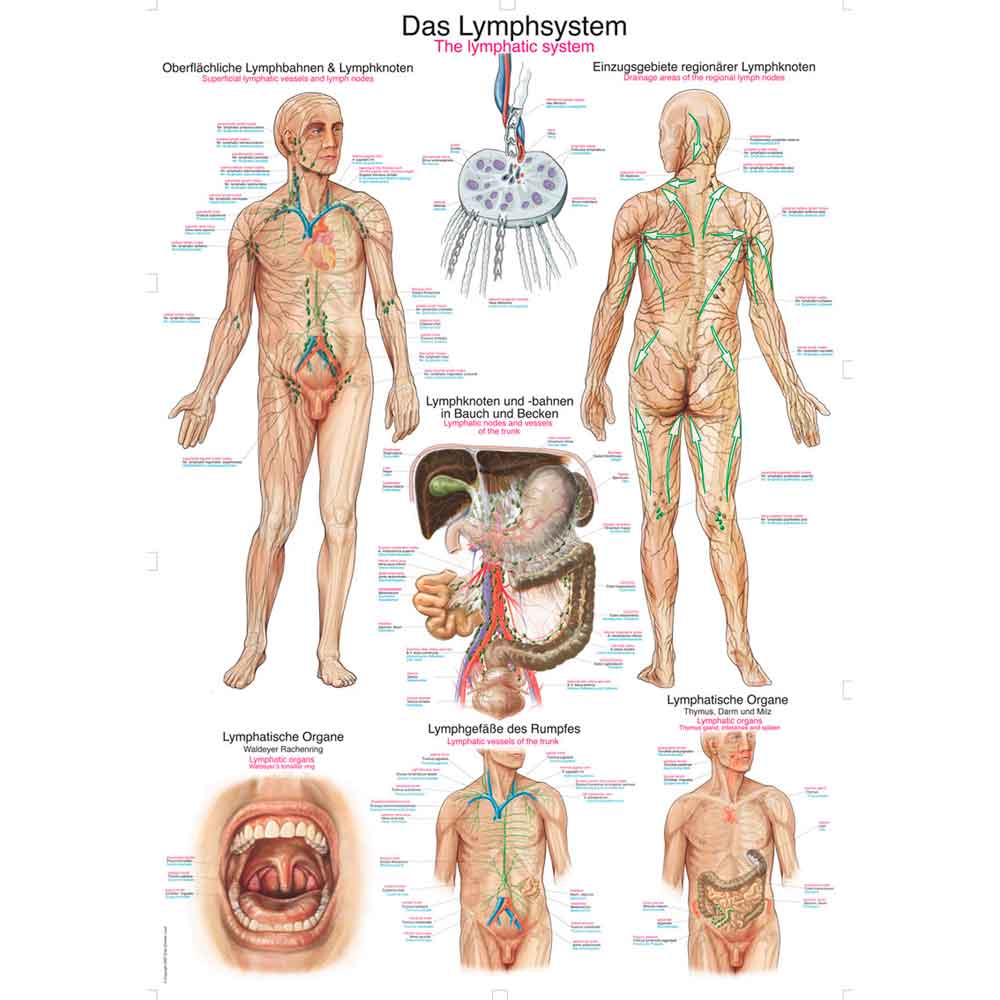 Erler Zimmer anatomische Lehrtafel - "Das Lymphsystem", 2 Größen