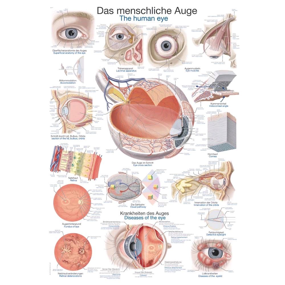 Erler Zimmer  „Das menschliche Auge“ anatomische Lehrtafel, Größenwahl