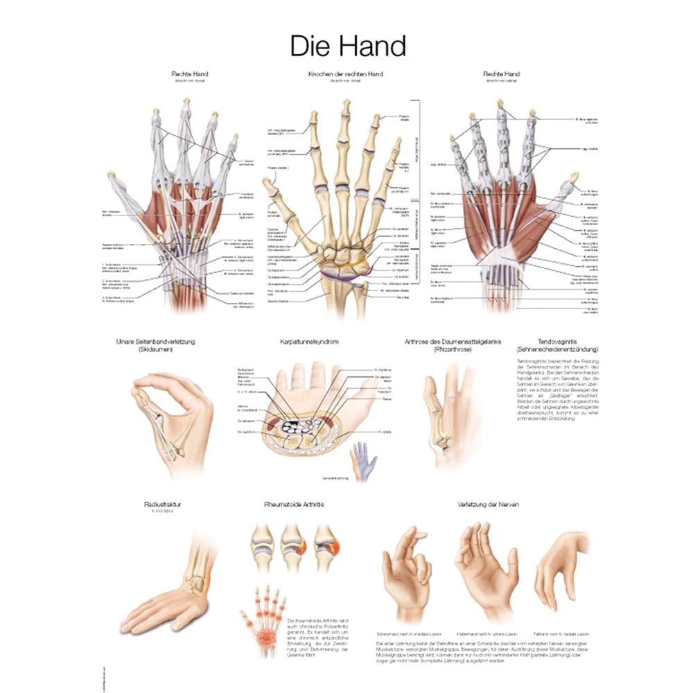 Erler Zimmer Lehrtafel Die Hand anatomisches Poster, Größenwahl