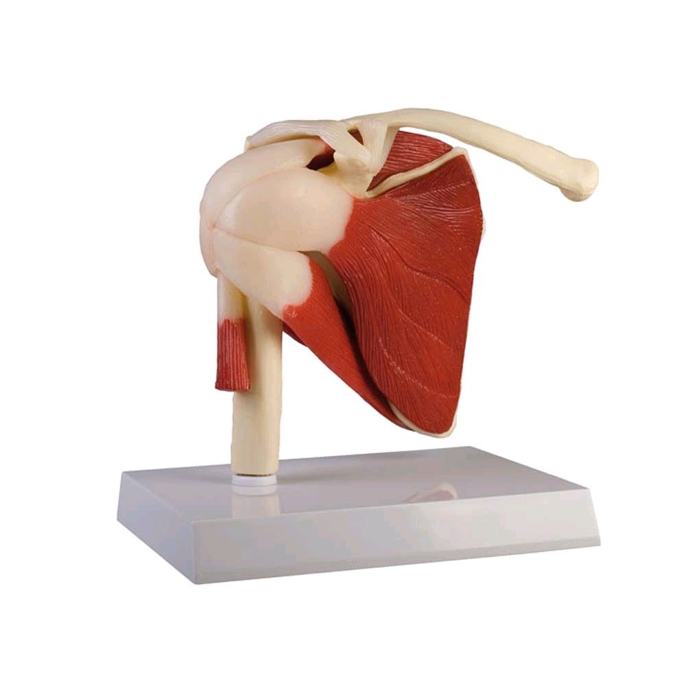 Erler Zimmer Anatomie Modell Schultergelenk mit Muskulatur, lebensgroß