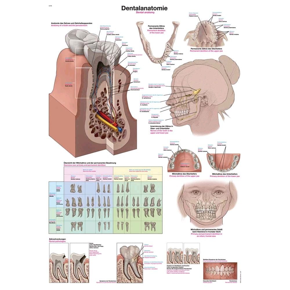 Erler Zimmer „Dentalanatomie“ anatomische Lehrtafel, Größenwahl